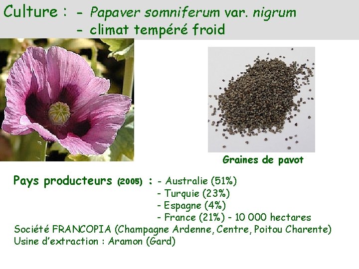 Culture : - Papaver somniferum var. nigrum - climat tempéré froid Graines de pavot