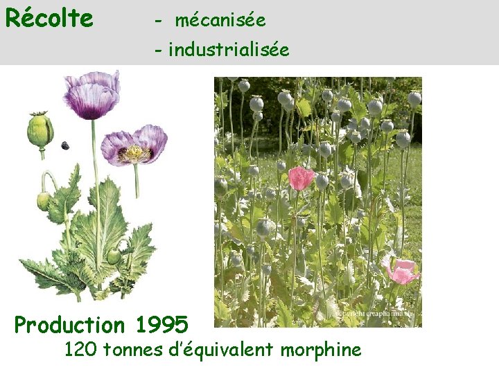 Récolte - mécanisée - industrialisée Production 1995 120 tonnes d’équivalent morphine 