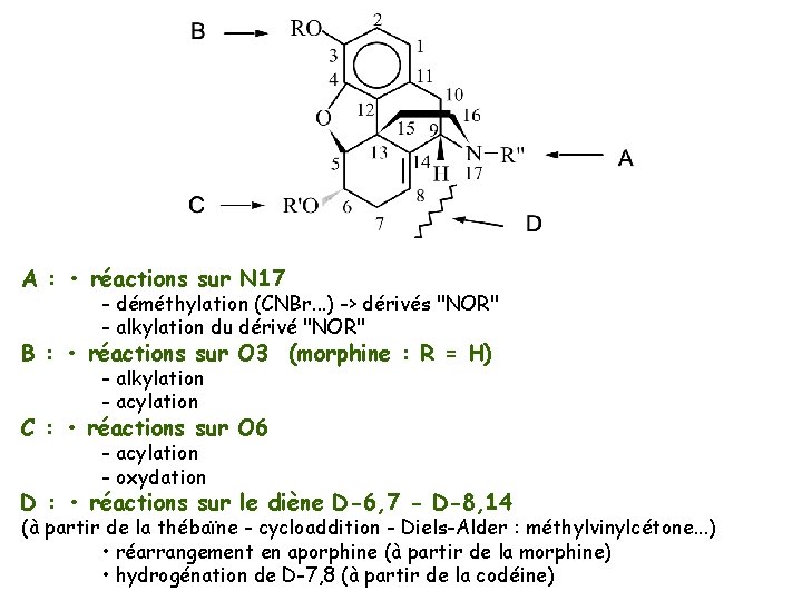 A : • réactions sur N 17 - déméthylation (CNBr. . . ) ->