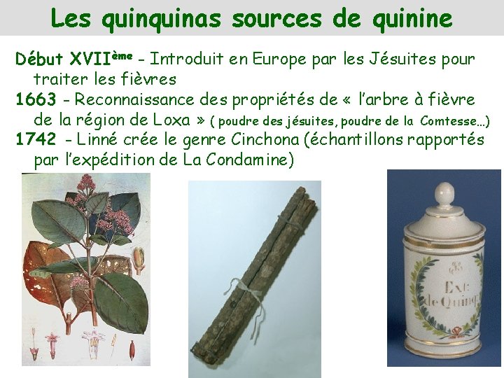 Les quinas sources de quinine Début XVIIème - Introduit en Europe par les Jésuites