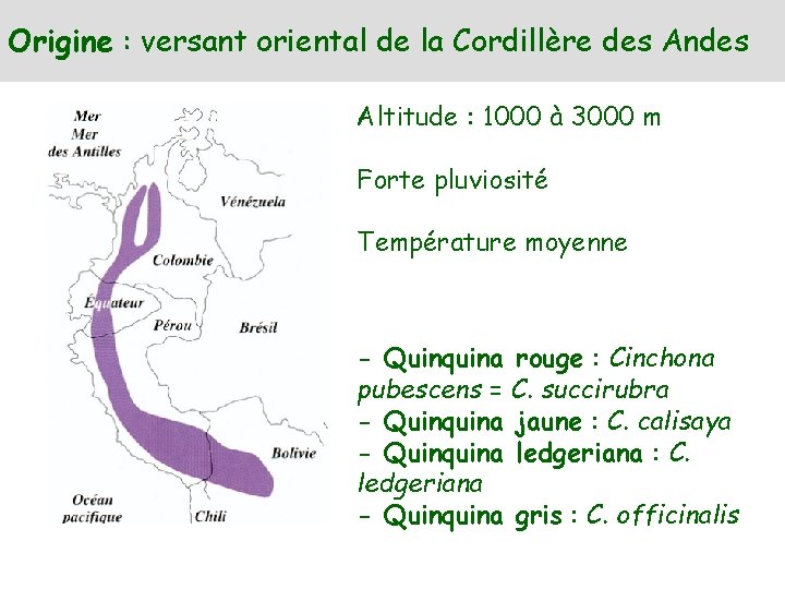 Origine : versant oriental de la Cordillère des Andes Altitude : 1000 à 3000