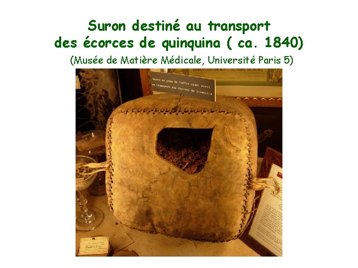 Suron destiné au transport des écorces de quina ( ca. 1840) (Musée de Matière