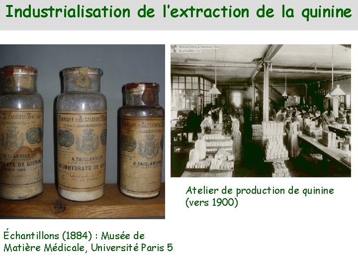 Industrialisation de l’extraction de la quinine Atelier de production de quinine (vers 1900) Échantillons