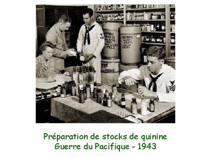 Préparation de stocks de quinine Guerre du Pacifique - 1943 