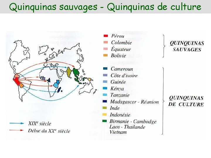 Quinquinas sauvages - Quinquinas de culture 