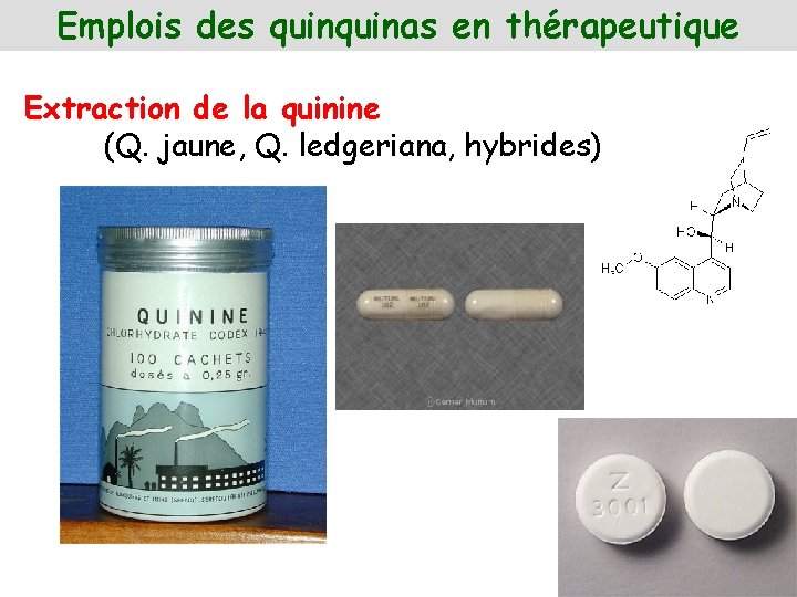 Emplois des quinas en thérapeutique Extraction de la quinine (Q. jaune, Q. ledgeriana, hybrides)