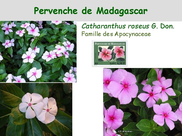 Pervenche de Madagascar Catharanthus roseus G. Don. Famille des Apocynaceae 