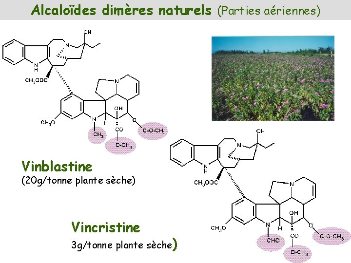 Alcaloïdes dimères naturels (Parties aériennes) Vinblastine (20 g/tonne plante sèche) Vincristine 3 g/tonne plante