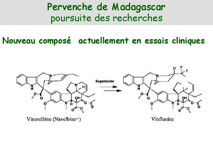 Pervenche de Madagascar poursuite des recherches Nouveau composé actuellement en essais cliniques 
