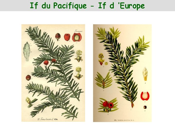 If du Pacifique - If d ’Europe 