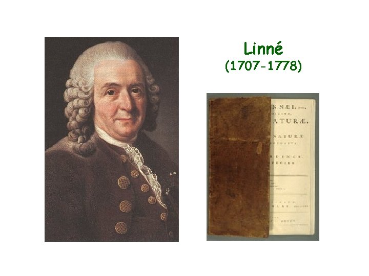 Linné (1707 -1778) 