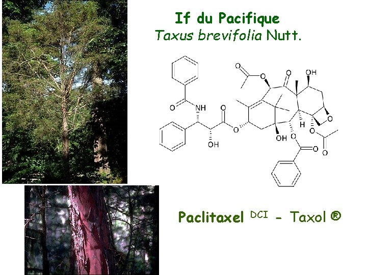 If du Pacifique Taxus brevifolia Nutt. Paclitaxel DCI - Taxol ® 