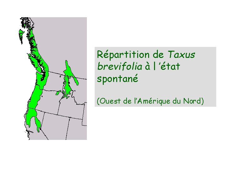 Répartition de Taxus brevifolia à l ’état spontané (Ouest de l’Amérique du Nord) 