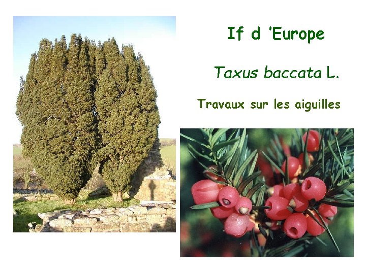 If d ’Europe Taxus baccata L. Travaux sur les aiguilles 