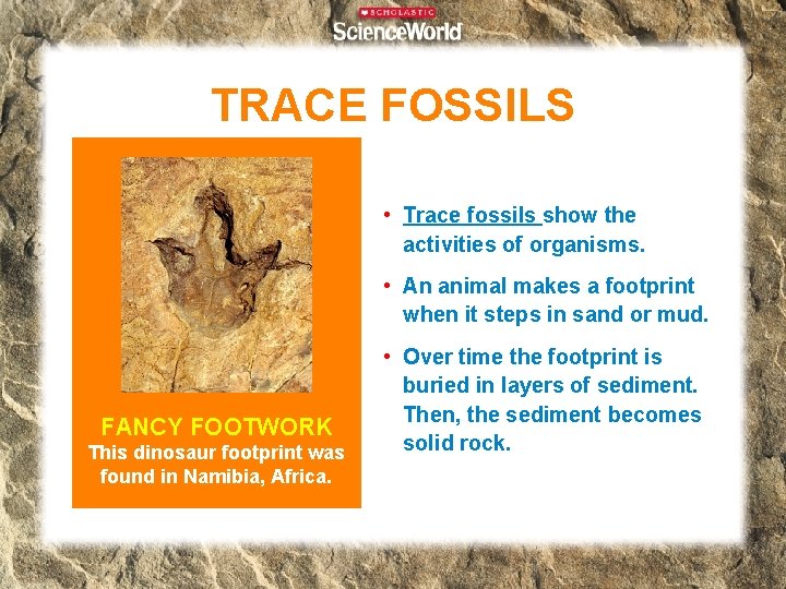 TRACE FOSSILS • Trace fossils show the activities of organisms. • An animal makes