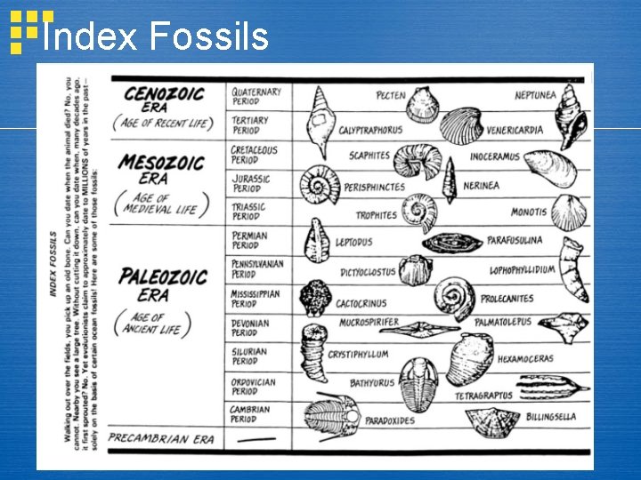 Index Fossils 