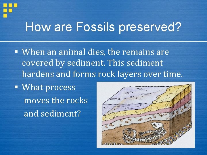 How are Fossils preserved? § When an animal dies, the remains are covered by