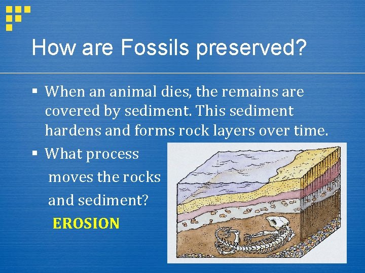 How are Fossils preserved? § When an animal dies, the remains are covered by