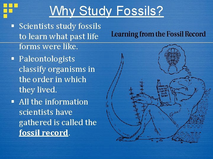 Why Study Fossils? § Scientists study fossils to learn what past life forms were