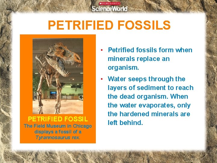 PETRIFIED FOSSILS • Petrified fossils form when minerals replace an organism. PETRIFIED FOSSIL The