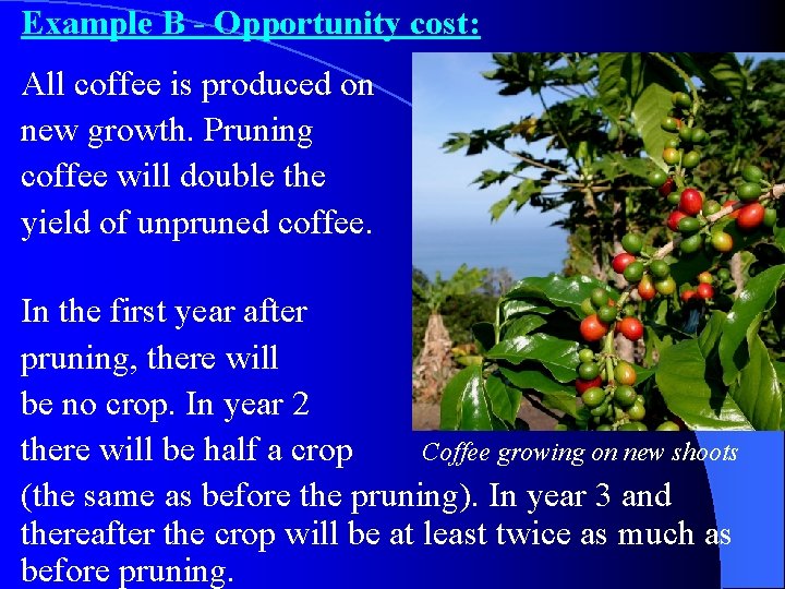 Example B - Opportunity cost: All coffee is produced on new growth. Pruning coffee