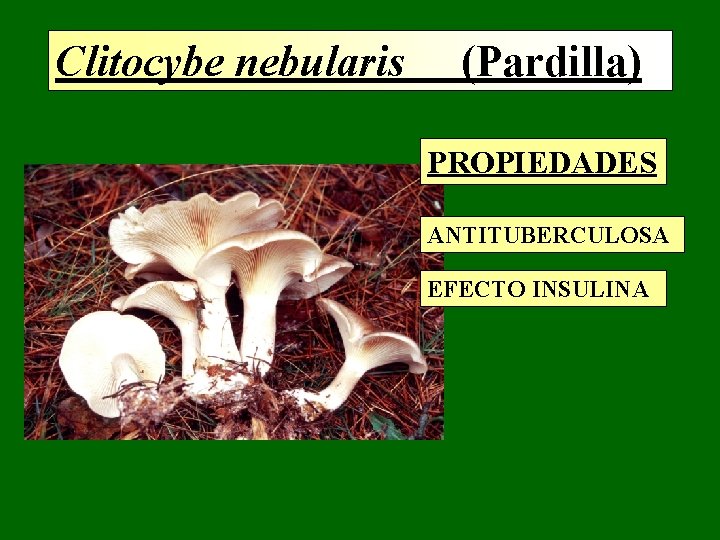 Clitocybe nebularis (Pardilla) PROPIEDADES ANTITUBERCULOSA EFECTO INSULINA Clitocybe nebularis (Pardilla) PROPIEDADES ANTITUBERCULOSA EFECTO INSULINA