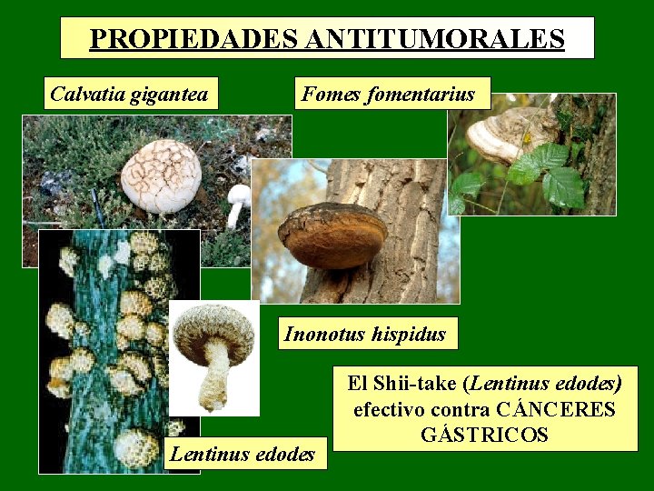 PROPIEDADES ANTITUMORALES Calvatia gigantea Fomes fomentarius Inonotus hispidus Lentinus edodes El Shii-take (Lentinus edodes) PROPIEDADES ANTITUMORALES Calvatia gigantea Fomes fomentarius Inonotus hispidus Lentinus edodes El Shii-take (Lentinus edodes)
