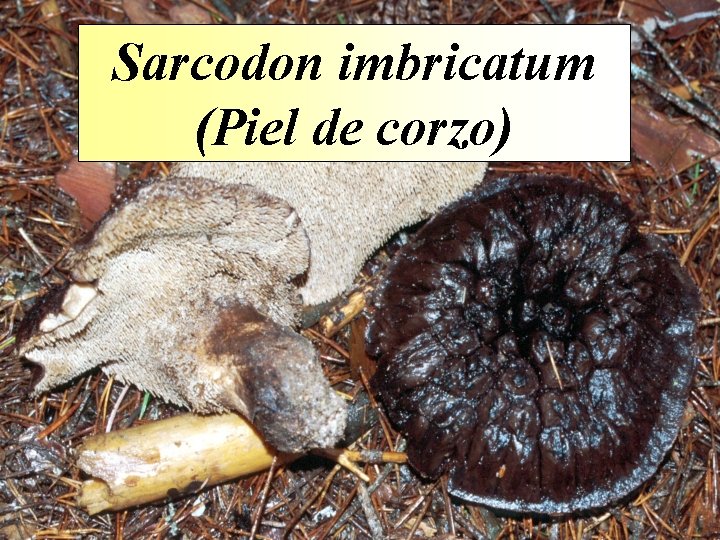 Sarcodon imbricatum (Piel de corzo) Sarcodon imbricatum (Piel de corzo)