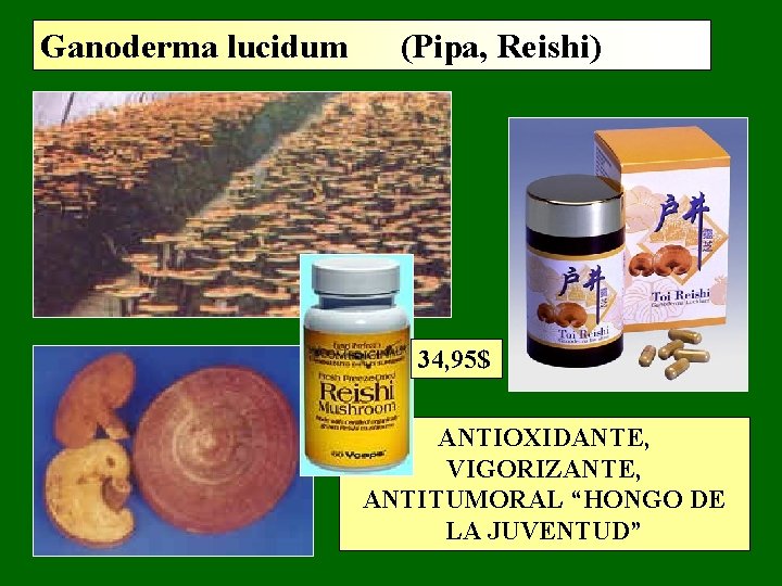 Ganoderma lucidum (Pipa, Reishi) 34, 95$ ANTIOXIDANTE, VIGORIZANTE, ANTITUMORAL “HONGO DE LA JUVENTUD” Ganoderma lucidum (Pipa, Reishi) 34, 95$ ANTIOXIDANTE, VIGORIZANTE, ANTITUMORAL “HONGO DE LA JUVENTUD”