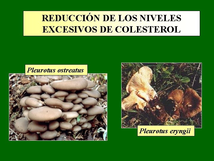 REDUCCIÓN DE LOS NIVELES EXCESIVOS DE COLESTEROL Pleurotus ostreatus Pleurotus eryngii REDUCCIÓN DE LOS NIVELES EXCESIVOS DE COLESTEROL Pleurotus ostreatus Pleurotus eryngii