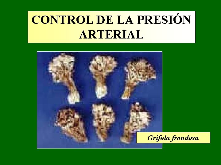 CONTROL DE LA PRESIÓN ARTERIAL Grifola frondosa CONTROL DE LA PRESIÓN ARTERIAL Grifola frondosa