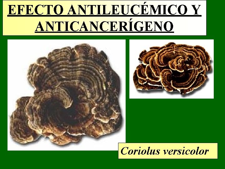 EFECTO ANTILEUCÉMICO Y ANTICANCERÍGENO Coriolus versicolor EFECTO ANTILEUCÉMICO Y ANTICANCERÍGENO Coriolus versicolor