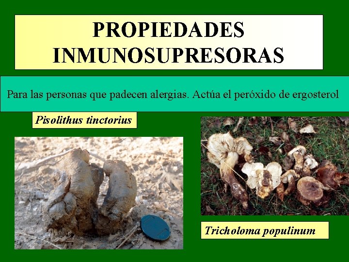 PROPIEDADES INMUNOSUPRESORAS Para las personas que padecen alergias. Actúa el peróxido de ergosterol Pisolithus PROPIEDADES INMUNOSUPRESORAS Para las personas que padecen alergias. Actúa el peróxido de ergosterol Pisolithus