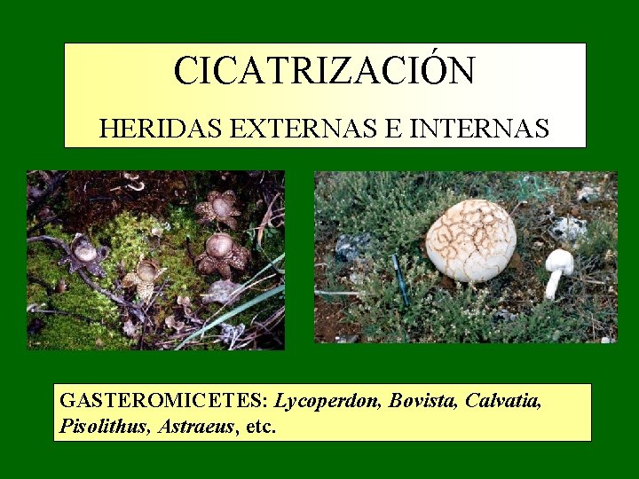 CICATRIZACIÓN HERIDAS EXTERNAS E INTERNAS GASTEROMICETES: Lycoperdon, Bovista, Calvatia, Pisolithus, Astraeus, etc. CICATRIZACIÓN HERIDAS EXTERNAS E INTERNAS GASTEROMICETES: Lycoperdon, Bovista, Calvatia, Pisolithus, Astraeus, etc.