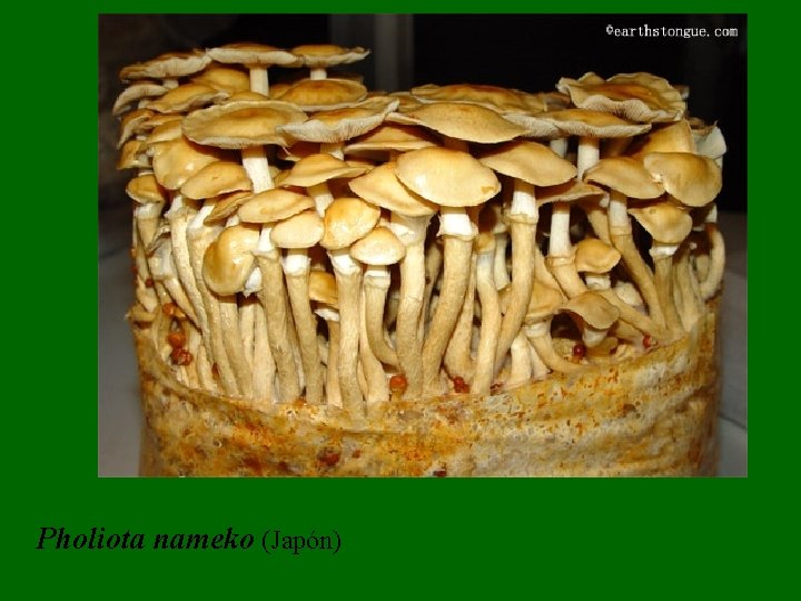 Pholiota nameko (Japón) Pholiota nameko (Japón)