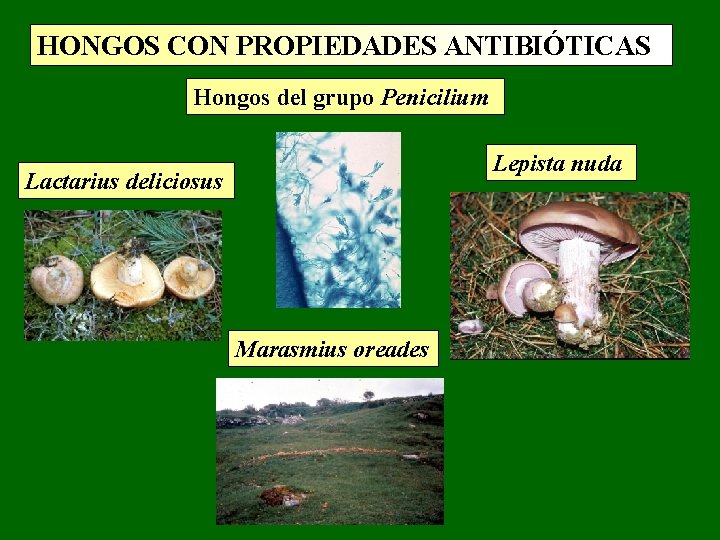 HONGOS CON PROPIEDADES ANTIBIÓTICAS Hongos del grupo Penicilium Lepista nuda Lactarius deliciosus Marasmius oreades HONGOS CON PROPIEDADES ANTIBIÓTICAS Hongos del grupo Penicilium Lepista nuda Lactarius deliciosus Marasmius oreades