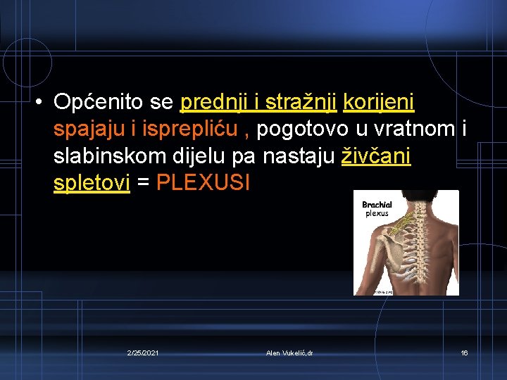 • Općenito se prednji i stražnji korijeni spajaju i isprepliću , pogotovo u