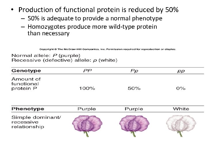  • Production of functional protein is reduced by 50% – 50% is adequate