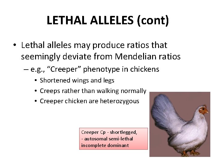 LETHAL ALLELES (cont) • Lethal alleles may produce ratios that seemingly deviate from Mendelian
