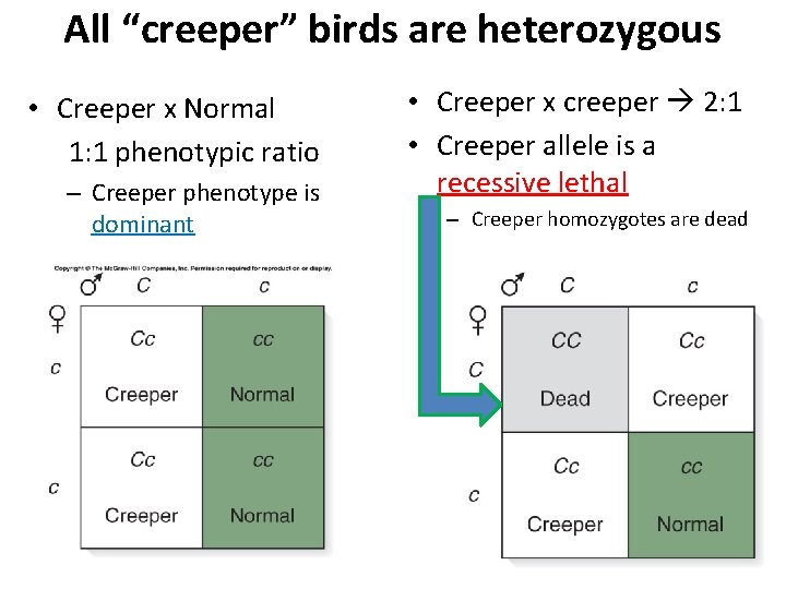 All “creeper” birds are heterozygous • Creeper x Normal 1: 1 phenotypic ratio –