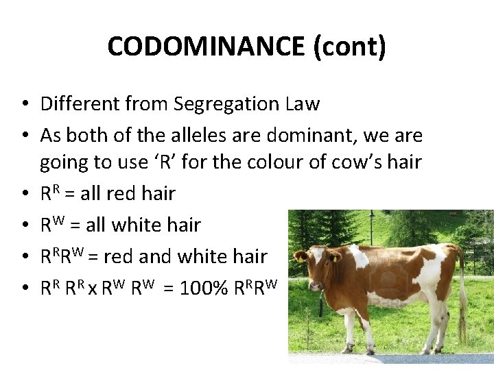 CODOMINANCE (cont) • Different from Segregation Law • As both of the alleles are