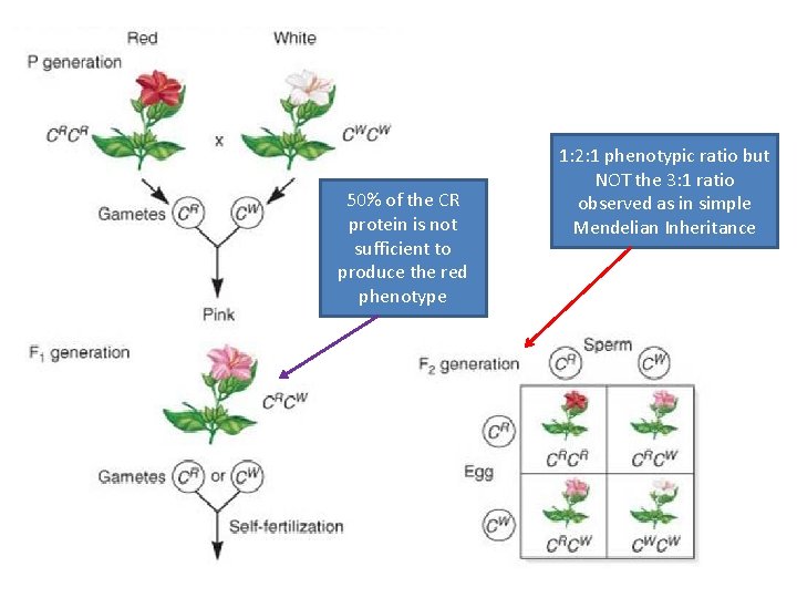 50% of the CR protein is not sufficient to produce the red phenotype 1: