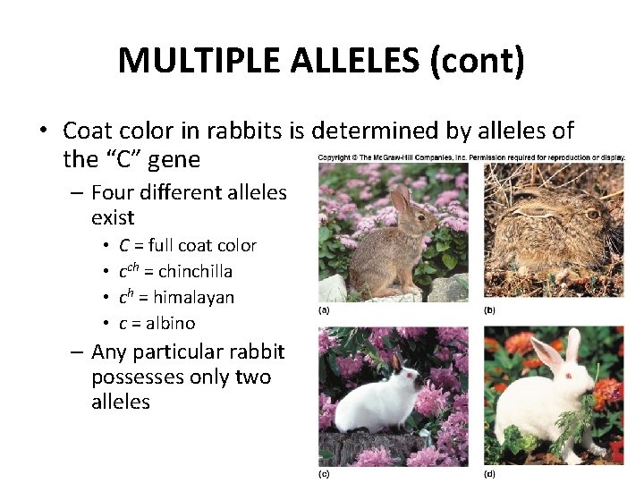 MULTIPLE ALLELES (cont) • Coat color in rabbits is determined by alleles of the