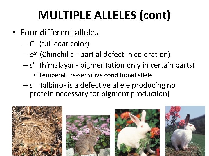 MULTIPLE ALLELES (cont) • Four different alleles – C (full coat color) – cch