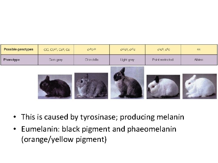  • This is caused by tyrosinase; producing melanin • Eumelanin: black pigment and