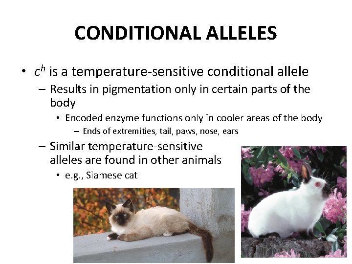 CONDITIONAL ALLELES • ch is a temperature-sensitive conditional allele – Results in pigmentation only
