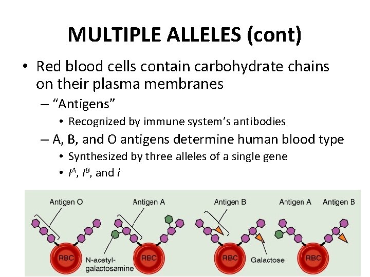 MULTIPLE ALLELES (cont) • Red blood cells contain carbohydrate chains on their plasma membranes