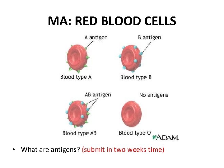 MA: RED BLOOD CELLS • What are antigens? (submit in two weeks time) 