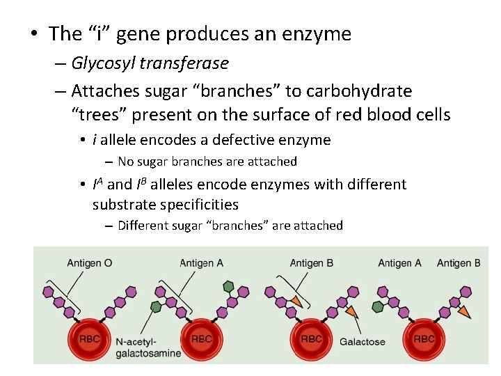  • The “i” gene produces an enzyme – Glycosyl transferase – Attaches sugar
