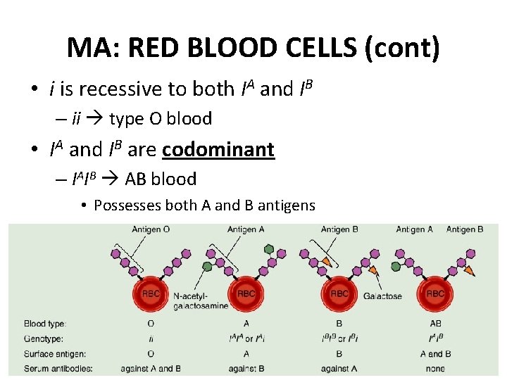 MA: RED BLOOD CELLS (cont) • i is recessive to both IA and IB